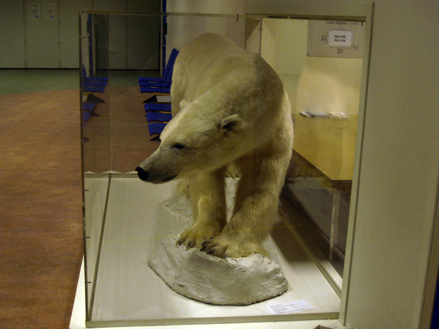 eisbaer1.jpg